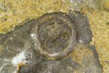 Edrioasteroid On Brachiopod Shell- Ontario #110538-1